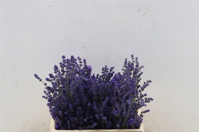 Lavandula Angust Bos