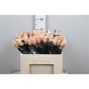 R Gr Lady Cava+