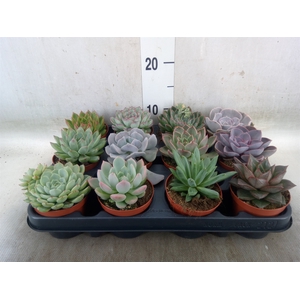 Echeveria   ...mix