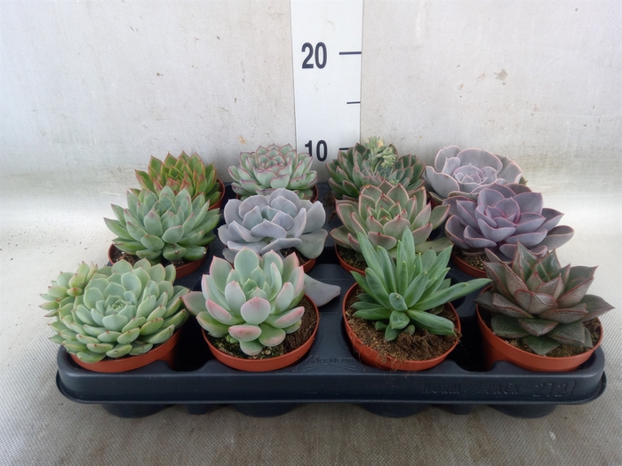<h4>Echeveria   ...mix</h4>