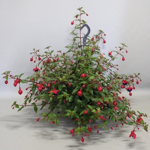 Hangpotten 23 cm Fuchsia Dollar Princess