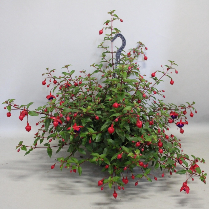 <h4>Hangpotten 23 cm Fuchsia Dollar Princess</h4>
