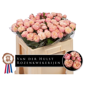 R Tr Royal Blush