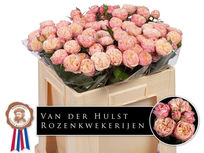 <h4>R Tr Royal Blush</h4>