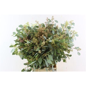 EUCA POPULUS BERRY 300GR P BUNCH