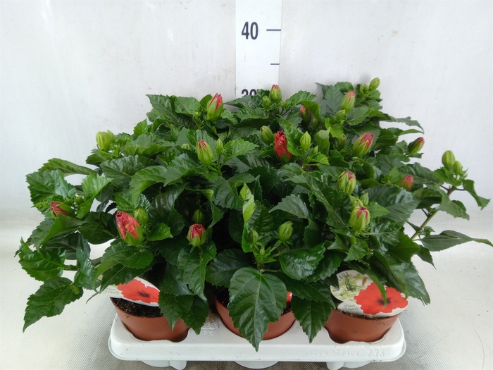 <h4>Hibiscus rosa-sin. 'Sunny Bordeaux'</h4>