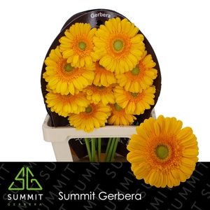 Gerbera Captiva Flowerracket