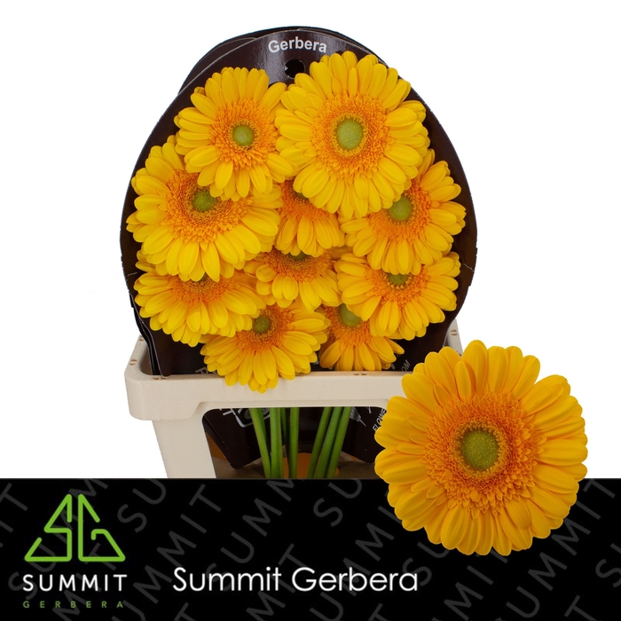 <h4>Gerbera Captiva Flowerracket</h4>