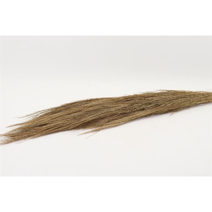 <h4>Bunch Chinese Broom Slv L110</h4>