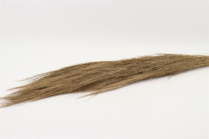 <h4>Bunch Chinese Broom Slv L110</h4>