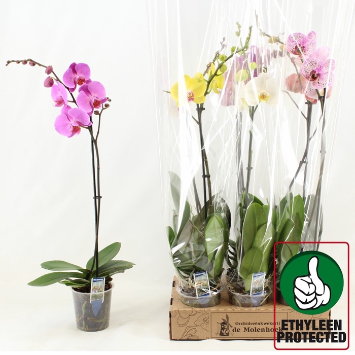 PHAL GEM 4 KL