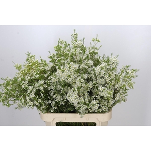 Chamelaucium Ofir