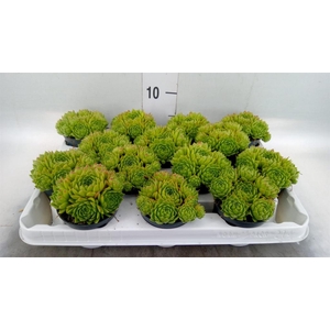 Sempervivum   ...