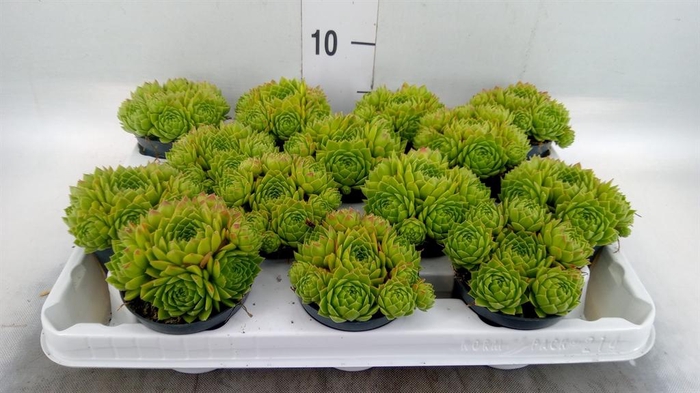 <h4>Sempervivum   ...</h4>
