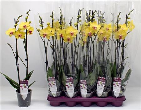 Phal F Limelight 2 Branche 16+ Vertakt