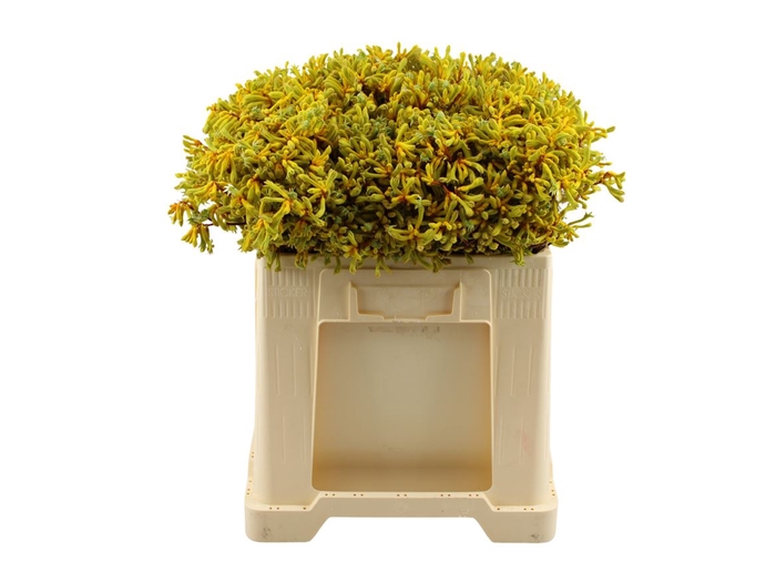 <h4>Anigozanthos Geel 50cm</h4>