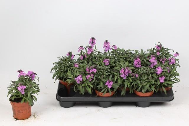 <h4>ERYS CHEIRI</h4>