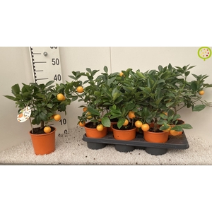 CITR MICROCARPA