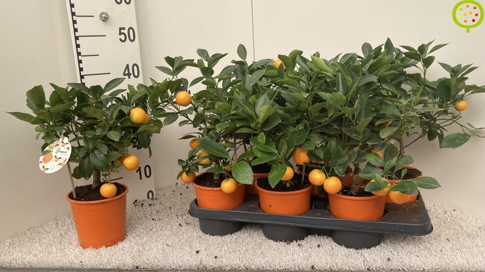 <h4>CITR MICROCARPA</h4>
