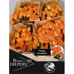 R TR ORA TRENDSETTER