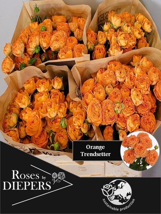 <h4>R TR ORA TRENDSETTER</h4>