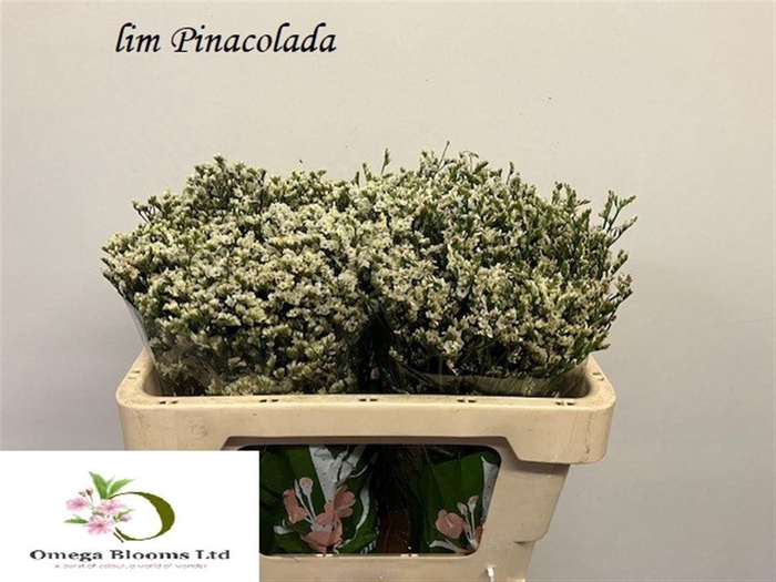 Lim Sin Sen P Colada