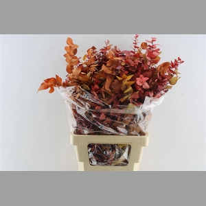 Euca Stuartiana Stab. Autumn