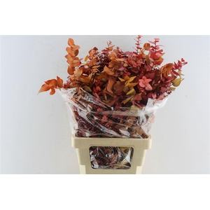 Euca Stuartiana Stab. Autumn