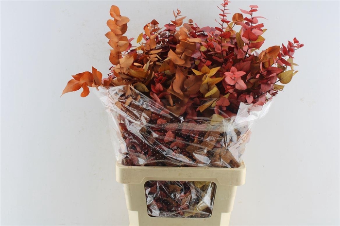 Euca Stuartiana Stab. Autumn