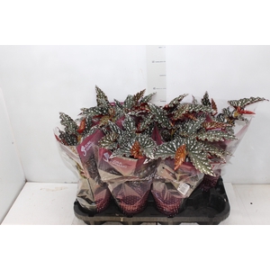 BEGONIA MACULATA SPOTLIGHT DARK P13