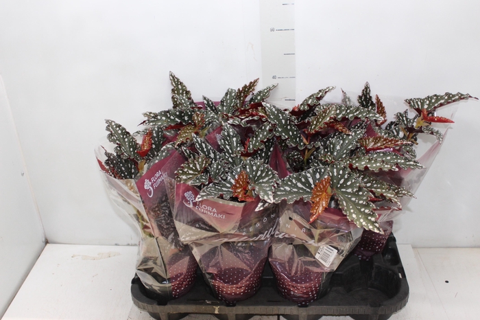 <h4>BEGONIA MACULATA SPOTLIGHT DARK P13</h4>