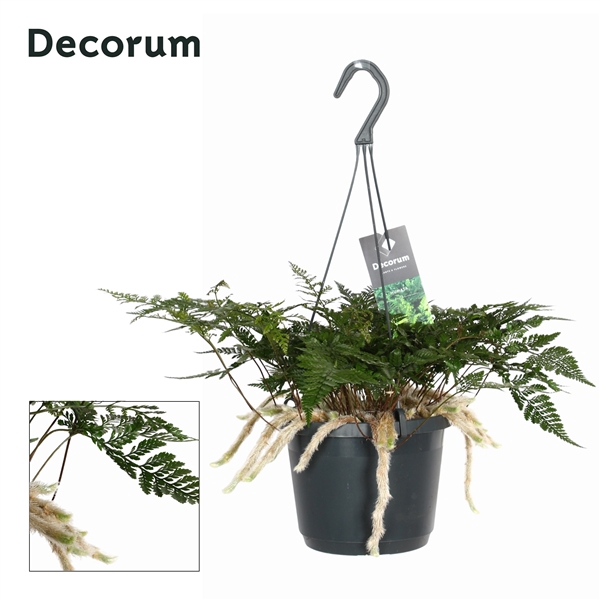 <h4>Humata Tyermannii</h4>
