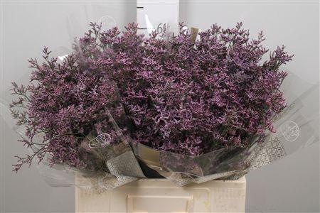 <h4>Lim Saf Piuma Sky</h4>