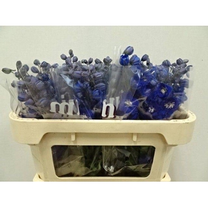 Delph Dewi Blue Star Wigchert