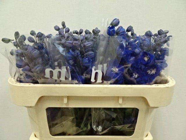 <h4>Delph Dewi Blue Star Wigchert</h4>