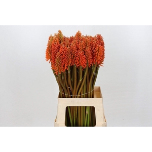 Kniphofia  'Eycone Orange'