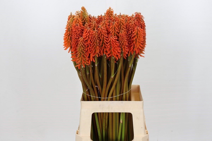 <h4>Kniphofia  'Eycone Orange'</h4>