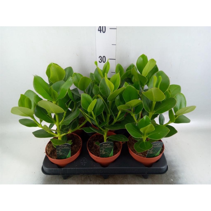 <h4>Clusia rosea 'Princess'</h4>