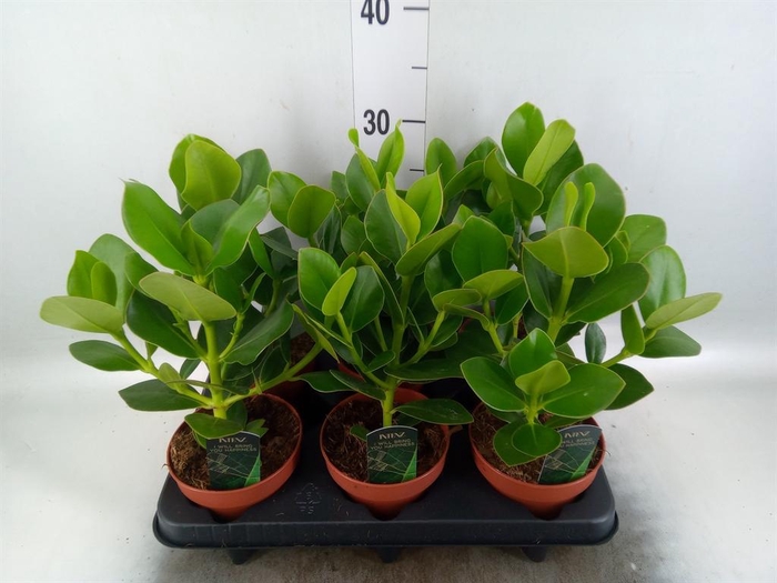 Clusia rosea 'Princess'
