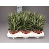 Senecio