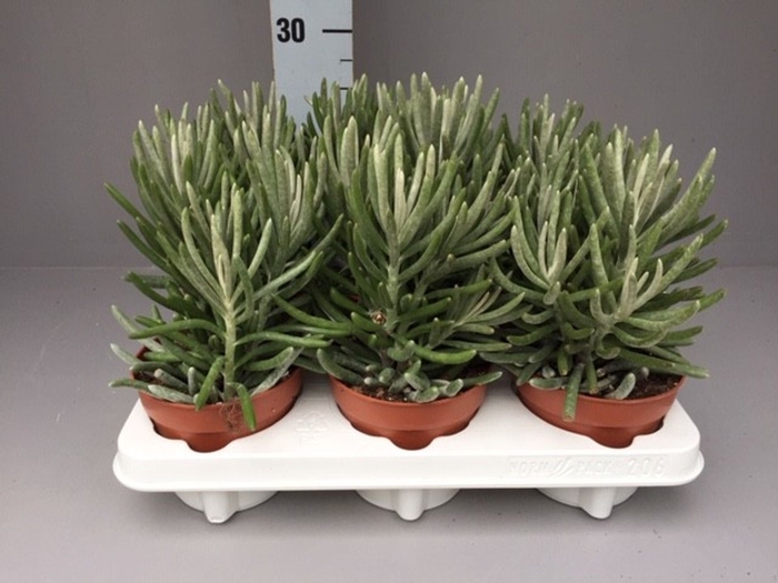 Senecio