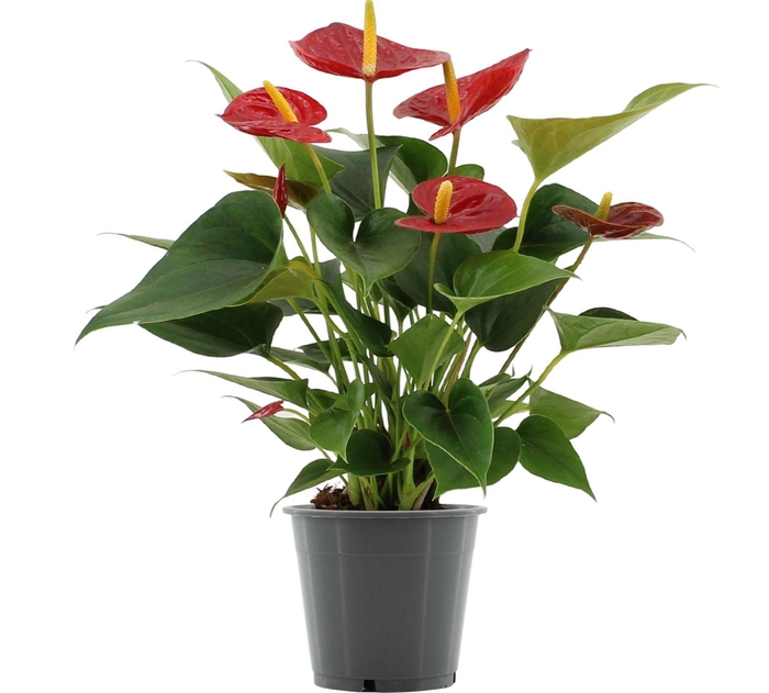 Anthurium Diamond Red in transparant sleeve