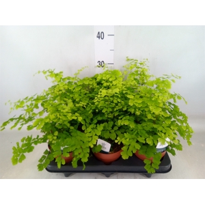 Adiantum raddi. 'Fragrans'