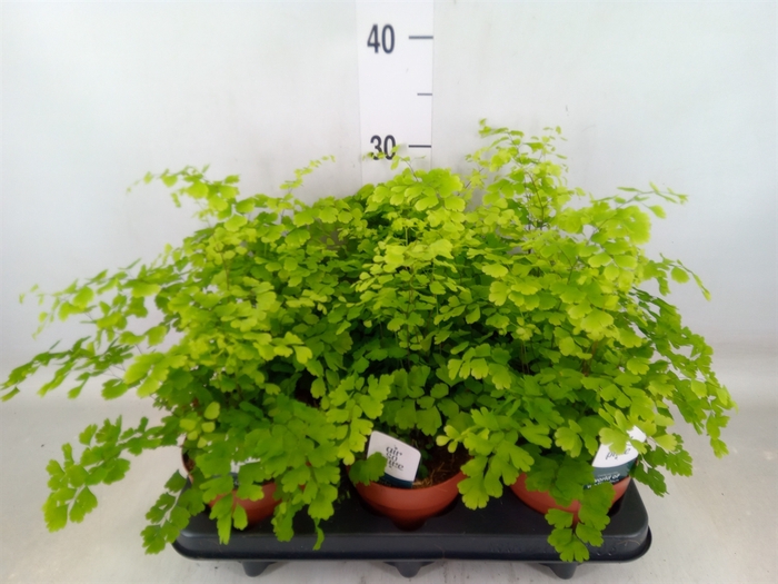 <h4>Adiantum raddi. 'Fragrans'</h4>