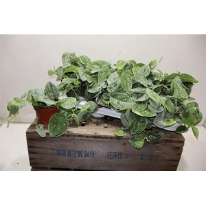 Scind Pict Silve Ann