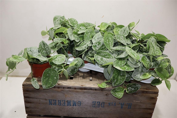 Scind Pict Silve Ann