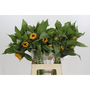 Helianthus Orange Fire