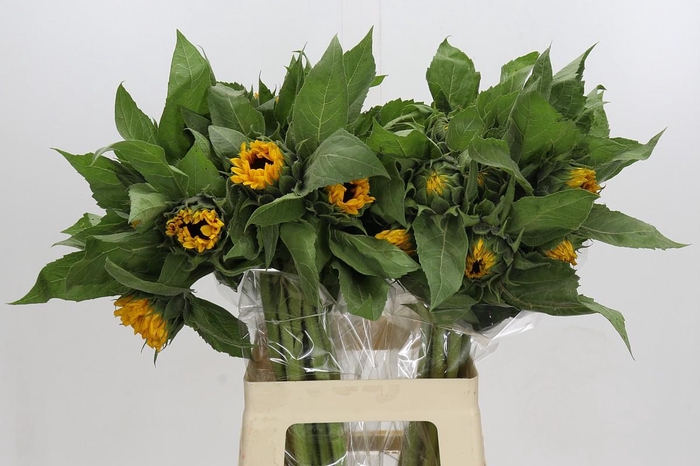 <h4>Helianthus Orange Fire</h4>
