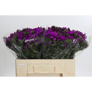 Dianthus Br Amazon Neon Purple