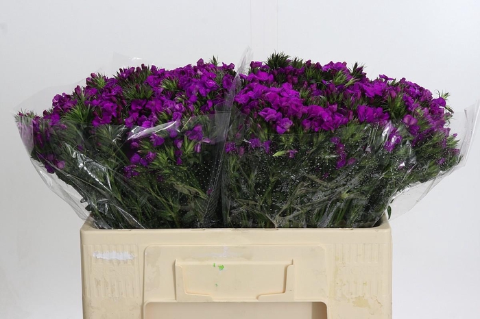 <h4>Dianthus Br Amazon Neon Purple</h4>